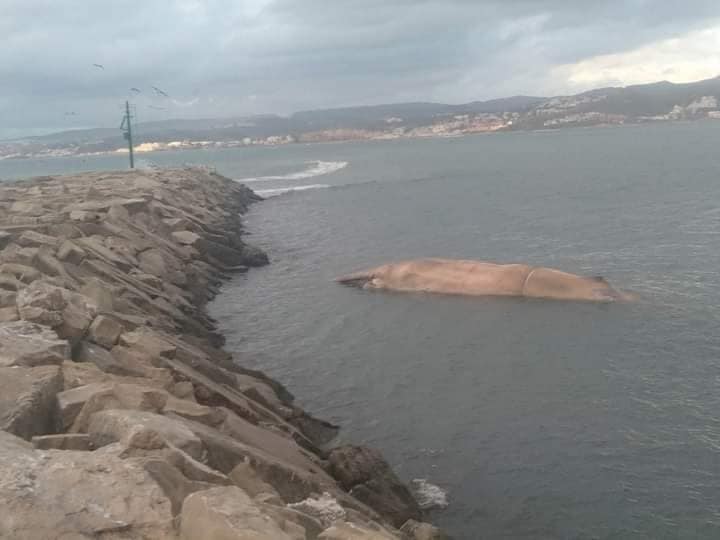 Reaparece en el Puerto de Estepona la ballena varada hace unos días en la playa de La Rada