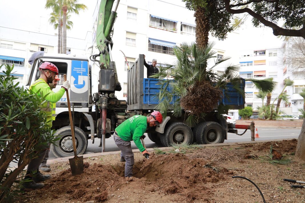 Trasplante de árboles en calle Doha